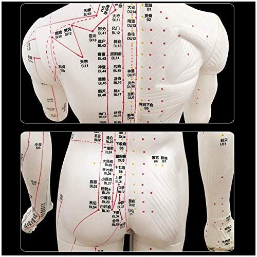 FHUILI Emberi Akupunktúra Modell - 85 cm Akupunktúra Modell - Gyógyszer Acupunctur Modell Emberi Meridián Pontok Kínai