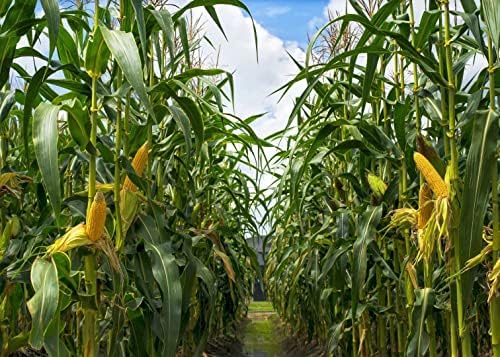 BELECO 5x3ft Zöld Kukoricásban Hátteret Szövet Vidéki Kukorica Területeken Kukorica Fotózás Háttér Mezőgazdasági Növények