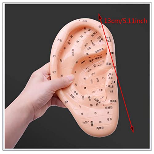 Fül Akupunktúra Modell - Kínai Hagyományos Emberi Fül Akupunktúra Modell - Masszázs Fül Akupunktúra Modell Acupoint